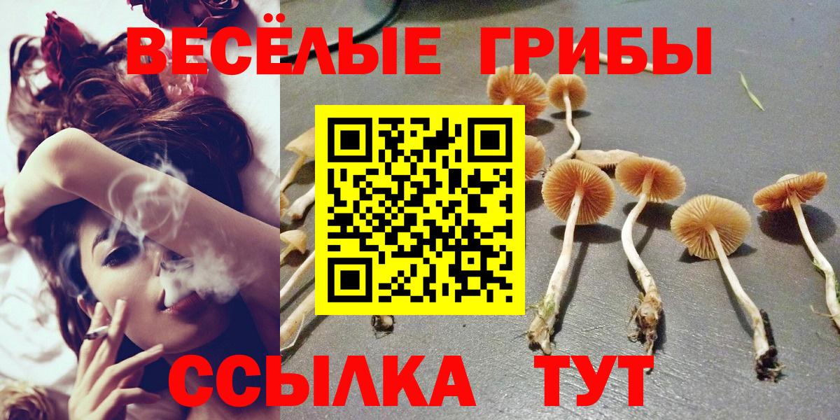 хочу   Псилоцибиновые грибы прущие грибы  Вход с VPN  Менделеевск 